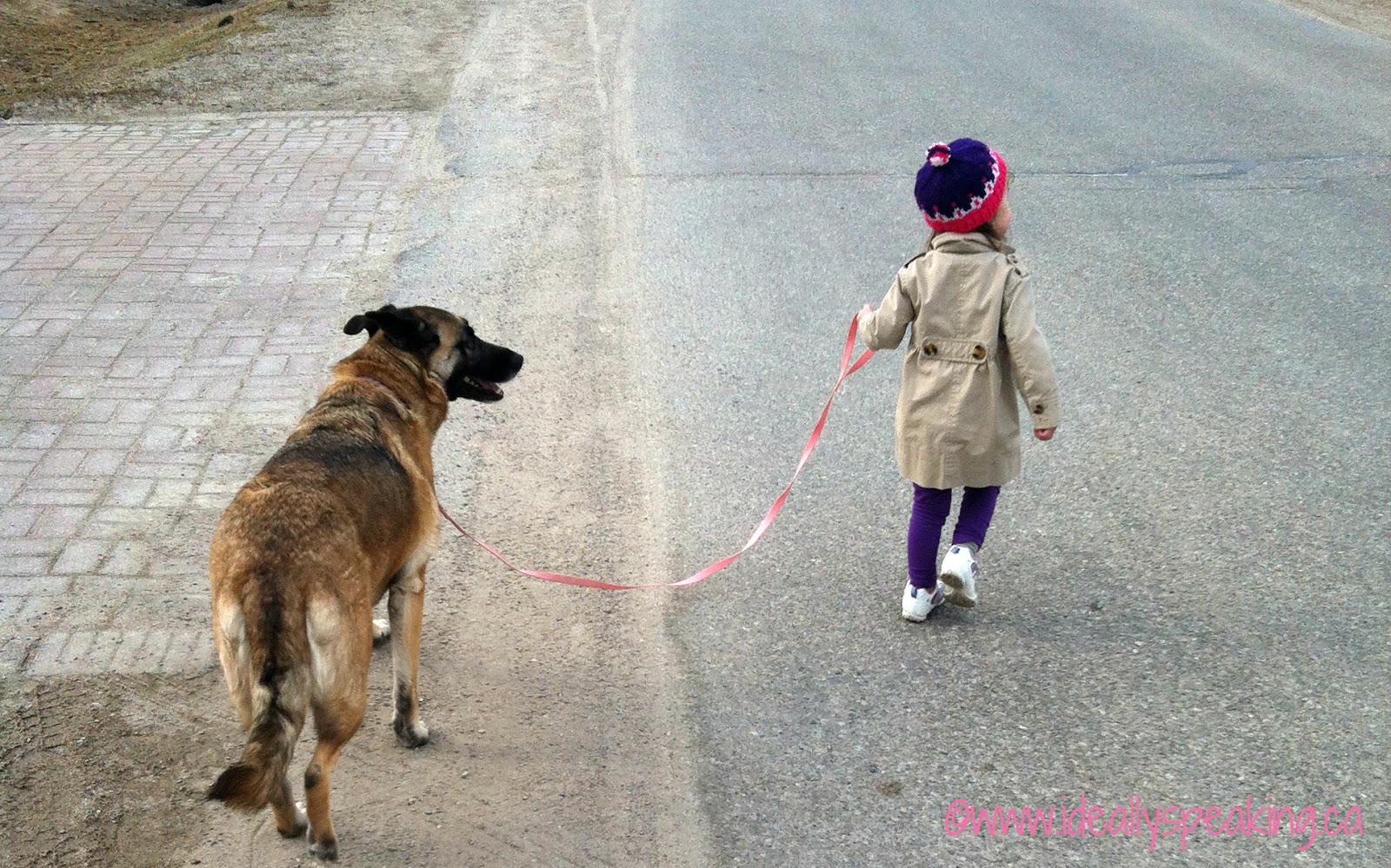 toddler walking dog, parenting a toddler, parenting, family, Canadian mom blogger,